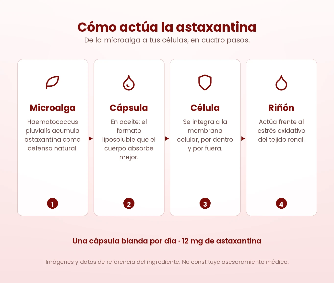 Cómo funciona la astaxantina de RenalCare: fuente de microalgas hawaianas, cápsula blanda liposoluble, dosis clínica de 12 mg, protección antioxidante 6.000 veces más potente que la vitamina C y apoyo a la memoria y la función cognitiva